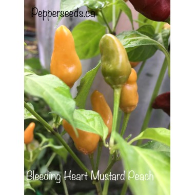 Bleeding Heart Mustard Peach Pepper Seeds
