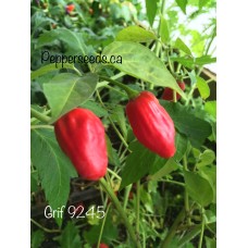Grif 9245 Pepper Seeds 