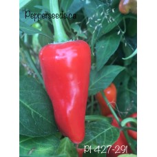 PI 427-291 Pepper Seeds