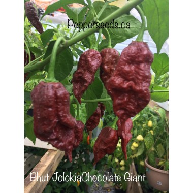 Bhut JolokiaChocolate Giant Pepper Seeds