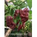 Bhut Jolokia Chocolate Giant Pepper Seeds