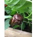 7-Pot Congo Chocolate Pepper Seeds