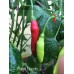 Birgit Locoto Pepper Seeds Birgit Locoto Pepper Seeds