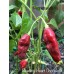 Bleeding Heart Chocolate Pepper Seeds Bleeding Heart Chocolate Pepper Seeds