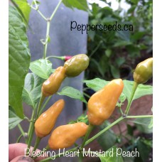 Bleeding Heart Mustard Peach Pepper Seeds