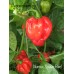 Numex Suave Red Pepper Seeds