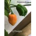 BOC x AJi Pineapple Orange  Pepper Seeds 
