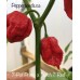 7-Pot Primo x Butch T Red Pepper Seeds 