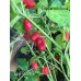 Grif 9245 Pepper Seeds Grif 9245 Pepper Seeds