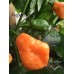 BOC x AJi Pineapple Orange  Pepper Seeds 