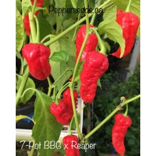 7-Pot Bubble Gum x Carolina Reaper Pepper Seeds 