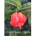 APS Scotch Bonnet x Congo Red Pepper Seeds APS Scotch Bonnet x Congo Red Pepper Seeds