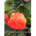 APS Scotch Bonnet x Congo Red Pepper Seeds APS Scotch Bonnet x Congo Red Pepper Seeds