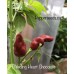 Bleeding Heart Chocolate Pepper Seeds Bleeding Heart Chocolate Pepper Seeds