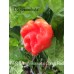 APS Scotch Bonnet x Congo Red Pepper Seeds APS Scotch Bonnet x Congo Red Pepper Seeds
