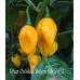 Bhut Jolokia Yellow Strain 2 Pepper Seeds