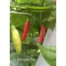 Aji Ethiopian Fire Pepper Seeds