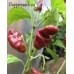 Bleeding Heart Chocolate Pepper Seeds Bleeding Heart Chocolate Pepper Seeds