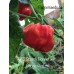 APS Scotch Bonnet x Congo Red Pepper Seeds APS Scotch Bonnet x Congo Red Pepper Seeds