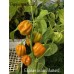 Elysium oxide Mustard Pepper Seeds Elysium oxide Mustard Pepper Seeds
