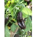 Chile Black Pepper Seeds Chile Black Pepper Seeds