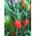 PI 427-291 Pepper Seeds