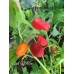 Grif 9245 Pepper Seeds Grif 9245 Pepper Seeds