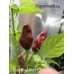 Bleeding Heart Chocolate Pepper Seeds Bleeding Heart Chocolate Pepper Seeds