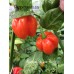 Numex Suave Red Pepper Seeds