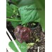 7-Pot Congo Chocolate Pepper Seeds