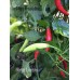 Birgit Locoto Pepper Seeds Birgit Locoto Pepper Seeds