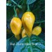Bhut Jolokia Yellow Strain 2 Pepper Seeds