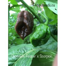 Chocolate Reaper x Scorpion Pepper Seeds Chocolate Reaper x Scorpion Pepper Seeds