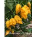 Trinidad Scorpion Moruga Yellow X Trinidad Scorpion Orange Pepper Seeds