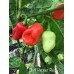 Datil Red Pepper Seeds
