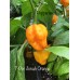 7-Pot Jonah Orange Pepper Seeds
