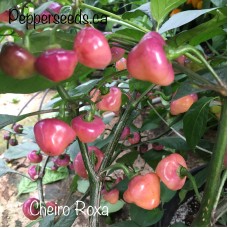 Cheiro Roxa Pepper Seeds
