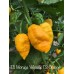 Trinidad Scorpion Moruga Yellow X Trinidad Scorpion Orange Pepper Seeds