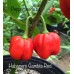 Habanero Gambia Red Pepper Seeds