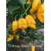 Trinidad Scorpion Moruga Yellow X Trinidad Scorpion Orange Pepper Seeds