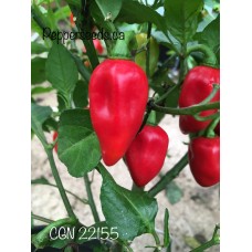 CGN 22155 Pepper Seeds 