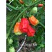 Datil Red Pepper Seeds