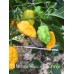 Trinidad Scorpion Moruga Yellow X Trinidad Scorpion Orange Pepper Seeds
