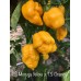 Trinidad Scorpion Moruga Yellow X Trinidad Scorpion Orange Pepper Seeds