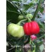 Habanero Gambia Red Pepper Seeds