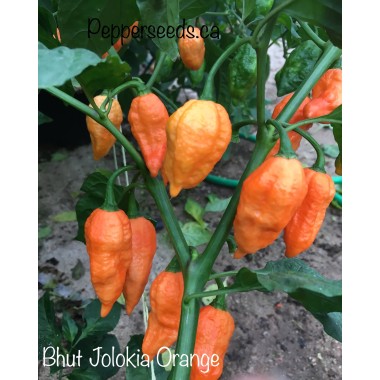 Bhut Jolokia Orange Pepper Seeds 