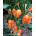 Bhut Jolokia Orange Strain Two Pepper Seeds 