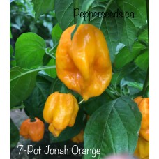 7-Pot Jonah Orange Pepper Seeds