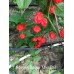 Carolina Reaper Mini Red Pepper Seeds