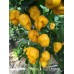 Trinidad Scorpion Moruga Yellow X Trinidad Scorpion Orange Pepper Seeds